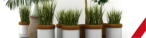 Importing Plants in the United States